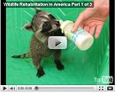 Wildlife Rehabilitation in America