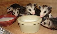 Orphaned Opossums