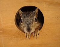 orphaned squirrel