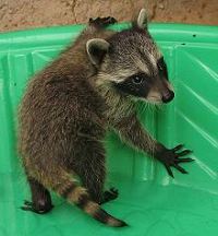 Orphaned raccoon