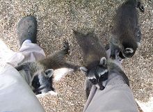 Raccoon