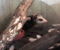 Opossum Babies