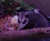 Opossum Juvenile