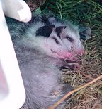 Opossums resting