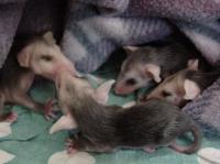 Opossum Babies