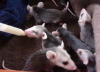 Opossum Babies