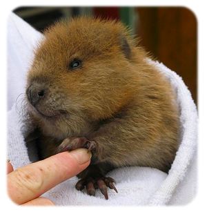 Rescued Beaver