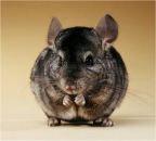 Chinchilla