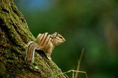 Chipmunk