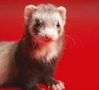 Ferret