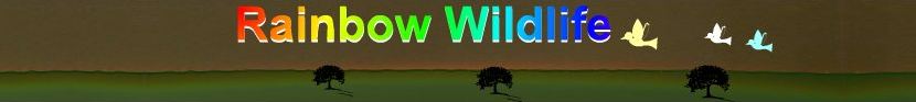 Rainbow Wildlife Rescue and Rehabilitation North Texas