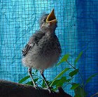 Mockingbird Rescue and Rehabilitation