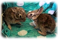 Orphaned Cottontail Rabbits