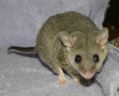 Short-tailed Opossum