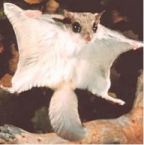 Southern Flying Squirrel