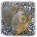 Baby Squirrels
