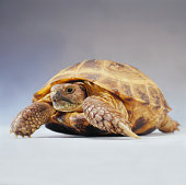 Tortoise
