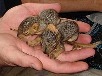 Rainbow Wildlife Rescue and Wildlife Rehabilitation in Texas  Found Baby Squirrels?