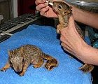 2 orphaned Squirrels 