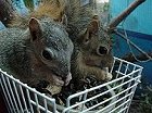 2 orphaned Squirrels 
