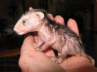 Opossum Babies