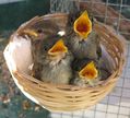 orphaned squirrel