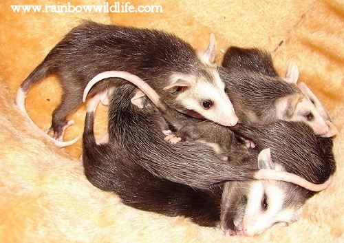 opossum