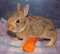 Orphaned cottontail rabbits being cared for at the Rainbow Wildlife Rescue