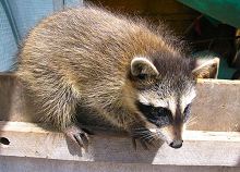 Raccoon