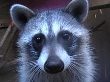 Raccoon