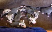 Opossum Babies