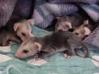 Baby Opossum Age Chart