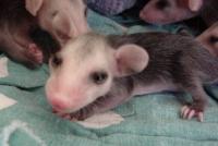 Baby Opossum Age Chart