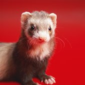 Ferret