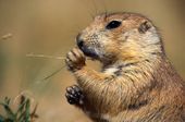 Prairie Dog