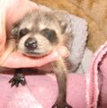 Orphaned Raccoon