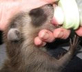 Orphaned Raccoon