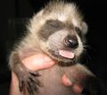 Orphaned Raccoon