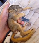 Baby Squirrels