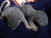 Baby Squirrels