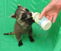 orphaned raccoon